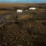 FILE - This undated aerial file photo provided by U.S. Fish and Wildlife Service shows a herd of caribou on the Arctic National Wildlife Refuge in northeast Alaska. President Donald Trump&rsquo;s proposed budget calls for opening the coastal plain of the Arctic National Wildlife Refuge to oil and gas drilling. The refuge takes up an area the size of West Virginia and Connecticut combined in the northeast corner of Alaska. (U.S. Fish and Wildlife Service via AP, file)
