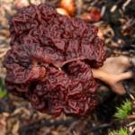A false morel grows on the forest floor on Friday, May 26 near Sterling. Toxic false morels are redder, lumpier, and have fatter ridges and shallower pits than edible true morels. Unlike true morels, their stems are solid rather than hollow inside.