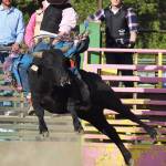 Thrills and spills at the Soldotna Rodeo
