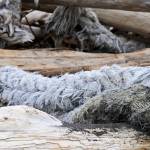 Gathered marine debris lies in a pile on a beach on Sunday, June 4, 2017 on Augustine Island, Alaska. On the remote island’s eastern beaches, trash lies scattered amid the driftwood and clean volcanic sand. (Photo by Elizabeth Earl/Peninsula Clarion)&nbsp;