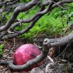 Volunteers clean beaches on remote Augustine Island