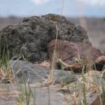 Little-studied island holds life, geothermal energy potential