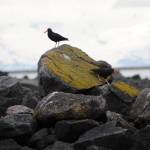 A juvenile bald eagle perches on a rock on a small island off the coast of Augustine Volcano on Monday, June 5, 2017 on Augustine Island, Alaska. The remote island in Cook Inlet is composed of little more than the volcano and its surrounding debris. (Elizabeth Earl/Peninsula Clarion)
