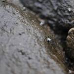 Habor seals frolic in a small inlet between Augustine Volcano and a small island on Monday, June 5, 2017 on Augustine Island, Alaska. The remote island in Cook Inlet is composed of little more than the volcano and its surrounding debris. (Elizabeth Earl/Peninsula Clarion)