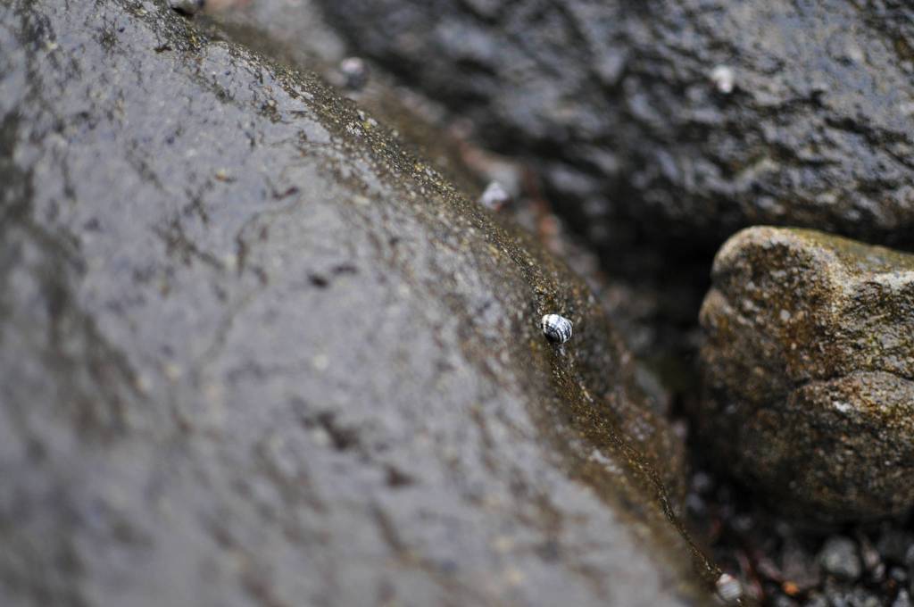 Habor seals frolic in a small inlet between Augustine Volcano and a small island on Monday, June 5, 2017 on Augustine Island, Alaska. The remote island in Cook Inlet is composed of little more than the volcano and its surrounding debris. (Elizabeth Earl/Peninsula Clarion)