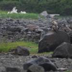 Little-studied island holds life, geothermal energy potential