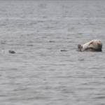 Iris Downey, 14, a Homer High School student, studies the spinal column of a northern sea otter she found on a small island near Augustine Volcano on Monday, June 5, 2017&nbsp;on Augustine Island. Downey participated in a trip with the Center for Alaskan Coastal Studies to the island to collect marine debris from its beaches and explore the island. (Elizabeth Earl/Peninsula Clarion)