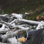 Little-studied island holds life, geothermal energy potential