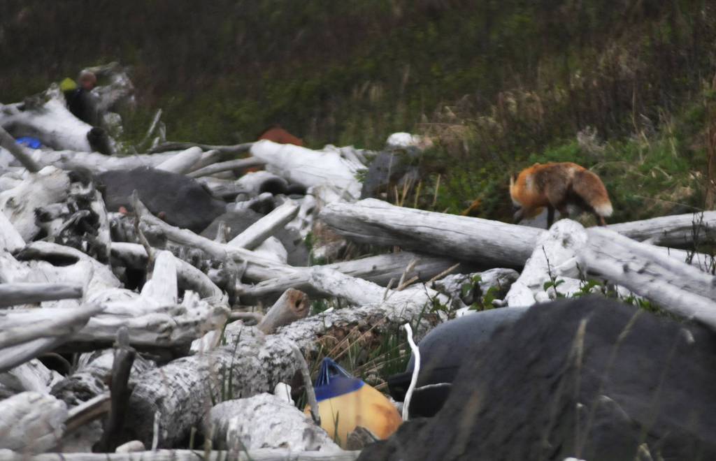 Little-studied island holds life, geothermal energy potential