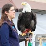 Lisa Pajot of the Bird Treatment and Learning Center speaks to gathered onlookers about Petra, a 23-year-old eagle, while Petra surveys the scene at this year&rsquo;s Kenai River Festival on Saturday, June 10, 2017 at Soldotna Creek Park in Soldotna, Alaska. (Megan Pacer/Peninsula Clarion)