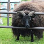 A goat peeks out of his pen at this year&rsquo;s Kenai River Festival on Saturday, June 10, 2017 at Soldotna Creek Park in Soldotna, Alaska. (Megan Pacer/Peninsula Clarion)