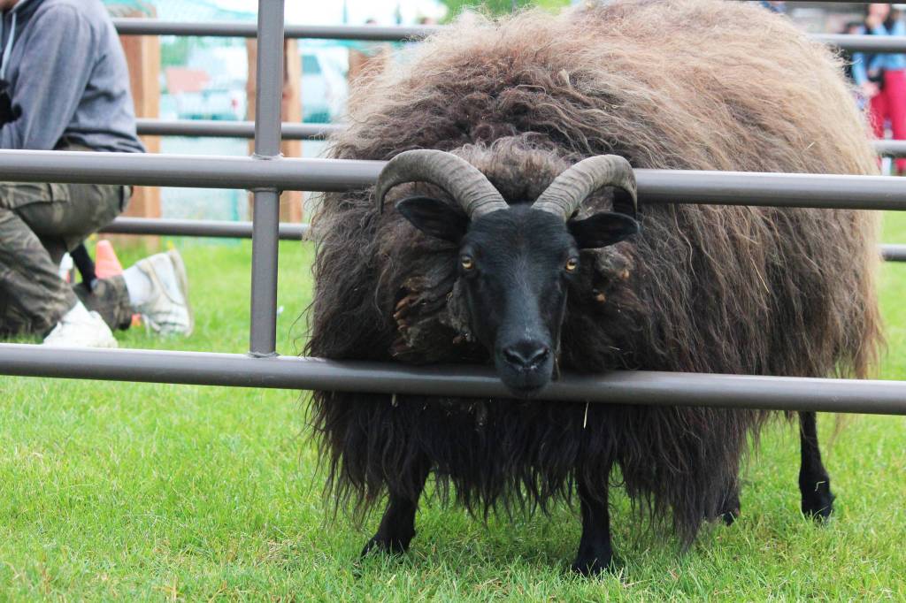 A goat peeks out of his pen at this year&rsquo;s Kenai River Festival on Saturday, June 10, 2017 at Soldotna Creek Park in Soldotna, Alaska. (Megan Pacer/Peninsula Clarion)
