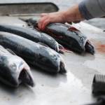 An angler fillets his sockeye salmon caught on the Kenai River near the confluence with the Russian River on Sunday, June 11, 2017 near Cooper Landing, Alaska. Sunday was the first open day for the popular Russian River sockeye sportfishery, and by midmorning, anglers were packing up with their limits and heading home while many others were landing some of the bright fish, some of the first sockeye of the season on the Kenai Peninsula. As of Saturday, the Alaska Department of Fish and Game&rsquo;s weir on Lower Russian Lake had counted 1,027 fish, more than triple the count of 274 on the same day in 2016. (Elizabeth Earl/Peninsula Clarion)