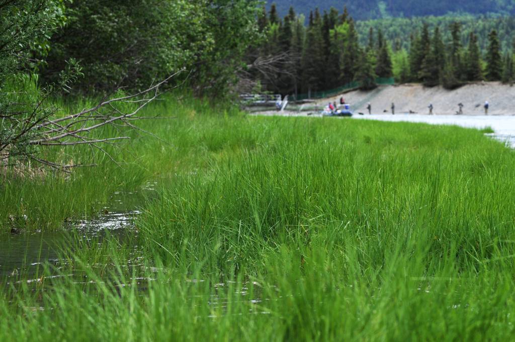 Anglers line the banks of the Kenai River downstream of the confluence with the Russian River on Sunday, June 11, 2017 near Cooper Landing, Alaska. Sunday was the first opening for the popular Russian River sockeye salmon sportfishery, and by midmorning, many anglers were already packing out their limits of salmon while others pulled in their catches. As of Saturday, the Alaska Department of Fish and Game&rsquo;s weir on Lower Russian Lake had counted 1,027 sockeye, more than triple the 274 that had passed the weir as of the same date in 2016. (Elizabeth Earl/Peninsula Clarion)