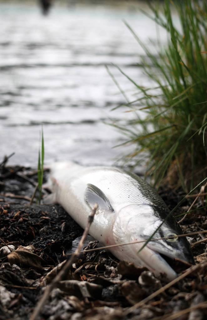 A sockeye salmon hooked by a lucky angler rests on the bank of the Kenai River downstream of the confluence with the Russian River on Sunday, June 11, 2017 near Cooper Landing, Alaska. Sunday was the first opening for the popular Russian River sockeye salmon sportfishery, and by midmorning, many anglers were already packing out their limits of salmon while others pulled in their catches. As of Saturday, the Alaska Department of Fish and Game&rsquo;s weir on Lower Russian Lake had counted 1,027 sockeye, more than triple the 274 that had passed the weir as of the same date in 2016. (Elizabeth Earl/Peninsula Clarion)