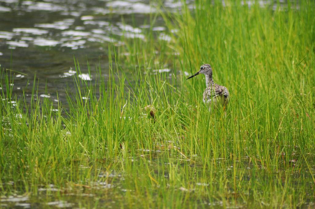 A shorebird wades in the shallows of the Kenai River downstream of the confluence with the Russian River on Sunday, June 11, 2017 near Cooper Landing, Alaska. (Elizabeth Earl/Peninsula Clarion)