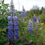 Lupine flowers grow bloom along the Kenai Spur Highway on Tuesday. A wide array of wildflower species can be found throughout the Kenai Peninsula. (Photo by Kat Sorensen/Peninsula Clarion)