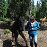 Geri Litzen coaxes her horse Duvall into performing a trick at her home Wednesday, June 14, 2017 in Nikiski, Alaska. Litzen recently started an equine therapy business in which she offers sessions and activities with her five horses. (Megan Pacer/Peninsula Clarion)
