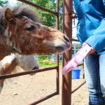 Magic, a miniature horse, presses a button with his nose to play a musical note, in order to get a treat from owner Geri Litzen on Wednesday, June 14, 2017 at her home in Nikiski, Alaska. Litzen uses Magic, her other miniature horse Pixie Dust and three full-sized horses in her recently-started equine therapy business. (Megan Pacer/Peninsula Clarion)