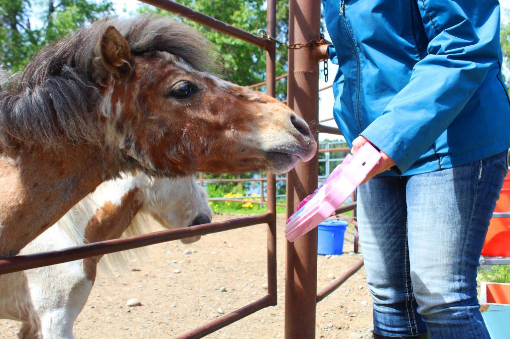 Magic, a miniature horse, presses a button with his nose to play a musical note, in order to get a treat from owner Geri Litzen on Wednesday, June 14, 2017 at her home in Nikiski, Alaska. Litzen uses Magic, her other miniature horse Pixie Dust and three full-sized horses in her recently-started equine therapy business. (Megan Pacer/Peninsula Clarion)