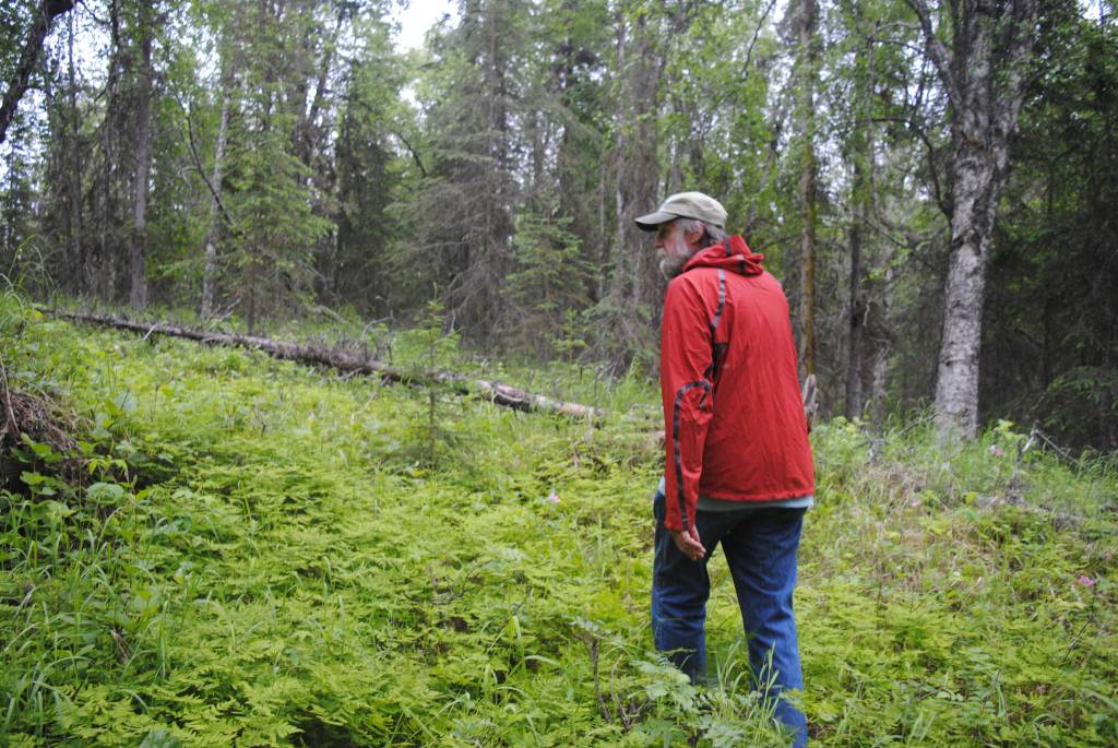 Tsalteshi Trails Maintenance Manager Bill Holt explores the newest edition to the organization&rsquo;s trail system, a parcel of land to the west of the Sterling Highway on Monday, June 19, 2017 outside Soldotna, Alaska. (Kat Sorensen/Peninsula Clarion)