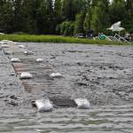 A sandbagged walkway runs alongside the boat takeout ramp at the Kasilof River Lodge and Cabins on the lower Kasilof River on Monday, June 19, 2017 in Kasilof, Alaska. The lodge has the only legal takeout facility for drift boats on the lower Kasilof River. (Photo by Elizabeth Earl/Peninsula Clarion)