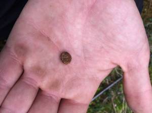 A pellet dropped by a snowshoe hare. (Photo courtesy Kenai National Wildlife Refuge)