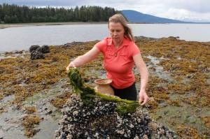 Survivalist Kellie Nightlinger lays out seaweed to dry during a walk in early June. Nightlinger has been voted the top female survival expert in the world, and has chosen Alaska as her home for the past five years. (Photo by Alex McCarthy/Juneau Empire)
