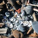 June Searcy-Josten, of Happy Valley, piles some of her beachcombed finds at Anchor Point beach earlier this summer. The smaller shells are perfect for earrings according to Searcy-Josten. (Photo courtesy/June Searcy-Josten)
