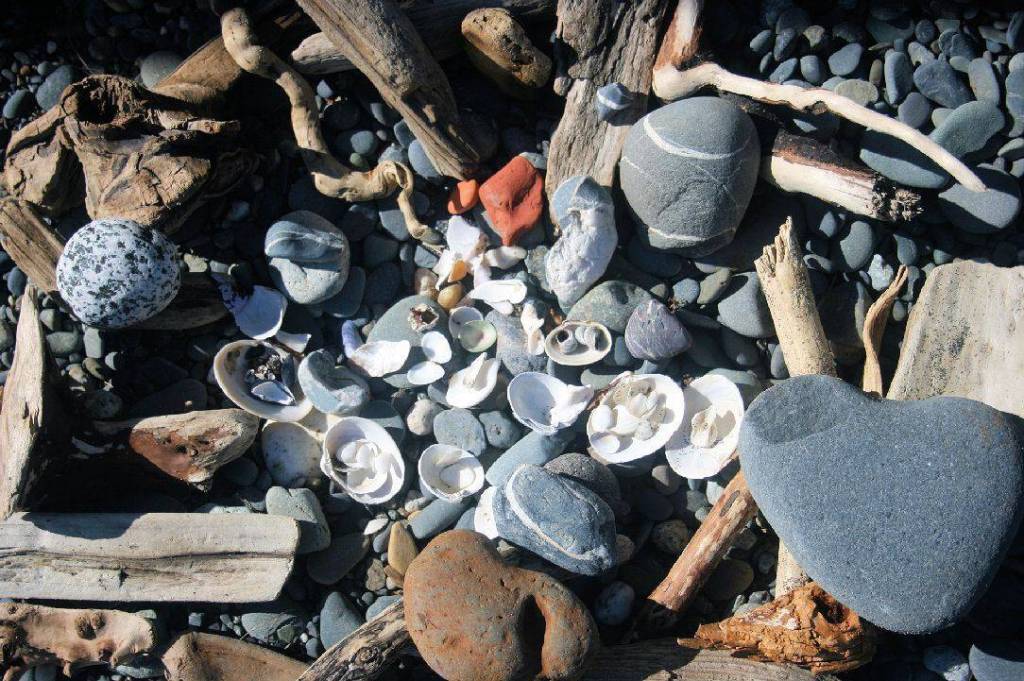 June Searcy-Josten, of Happy Valley, piles some of her beachcombed finds at Anchor Point beach earlier this summer. The smaller shells are perfect for earrings according to Searcy-Josten. (Photo courtesy/June Searcy-Josten)