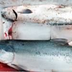 Deb and Ben Greene&rsquo;s sockeye chill out in their cooler on the Kenai Beach before being packed off for the day Tuesday, July 11, 2017 in Kenai, Alaska. The Greenes came down from Anchorage on the second day of the Kenai River personal-use dipnet fishery, which opened Monday and will remain open until July 31. (Photo by Elizabeth Earl/Peninsula Clarion)