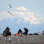 Mt. Redoubt looms over dipnetters on the north Kenai Beach on Tuesday, July 11, 2017 in Kenai, Alaska. Tuesday was the second day of the Kenai River personal-use dipnet fishery, which will remain open until July 31. The fishery was relatively quiet Tuesday, with a dipnetter hauling in a fish every once in awhile, and unlike many July weekends, there was plenty of room in the water for more participants. (Photo by Elizabeth Earl/Peninsula Clarion)