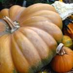 For easy meals, plant ‘menu gardens’ of favorite foods