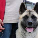 Kiska the Akita, owned by Melanie Scritchfield of Soldotna, attends the Kenai Kennel Club dog show on Saturday, July 15, 2017 in Soldotna, Alaska. (Photo by Kat Sorensen/Peninsula Clarion)