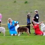 Handlers prepare for the Australian Shepherd breed competition during the Kenai Kennel Club dog show Saturday, July 15, 2017 at Skyview Middle School in Soldotna, Alaska. (Photo by Kat Sorensen/Peninsula Clarion)