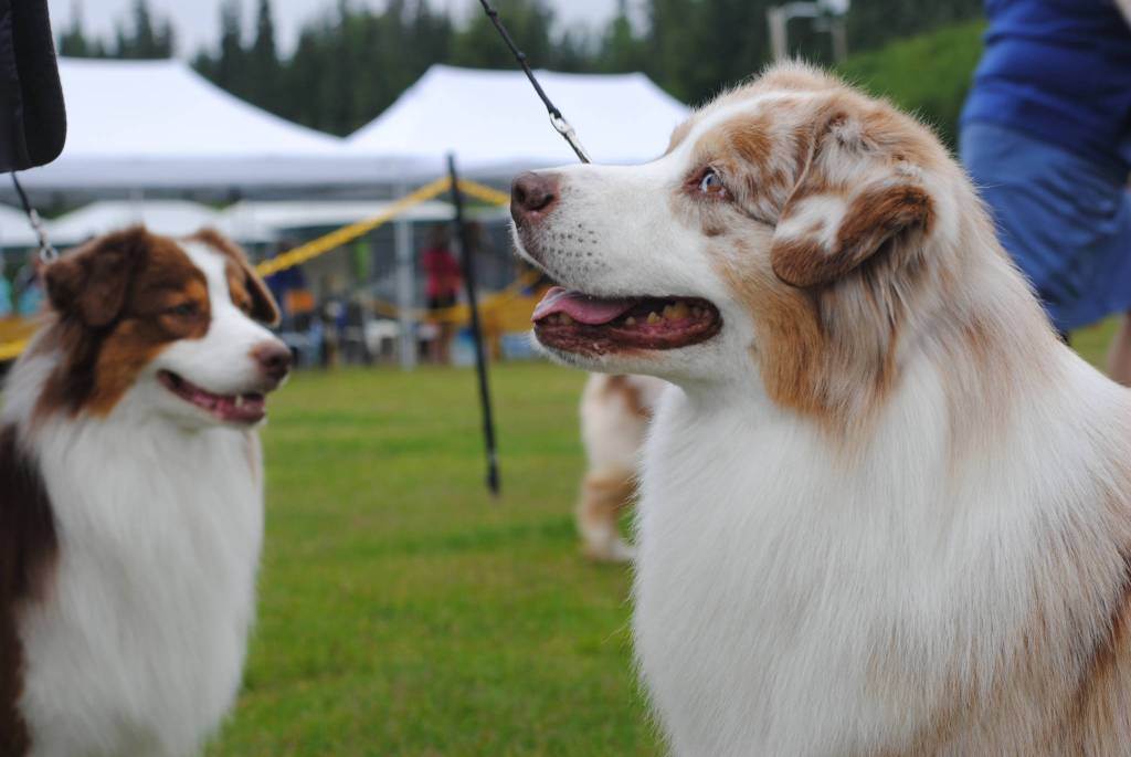 Mick the Australian Shepherd competes in te breed competition during the Kenai Kennel Club&rsquo;s dog show Saturday, July 15, 2017 at Skyview Middle School in Soldotna, Alaska. Mick is a three-time Best in Show winner at the dog show, but lost to his son during Friday&rsquo;s competition. (Photo by Kat Sorensen/Peninsula Clarion)