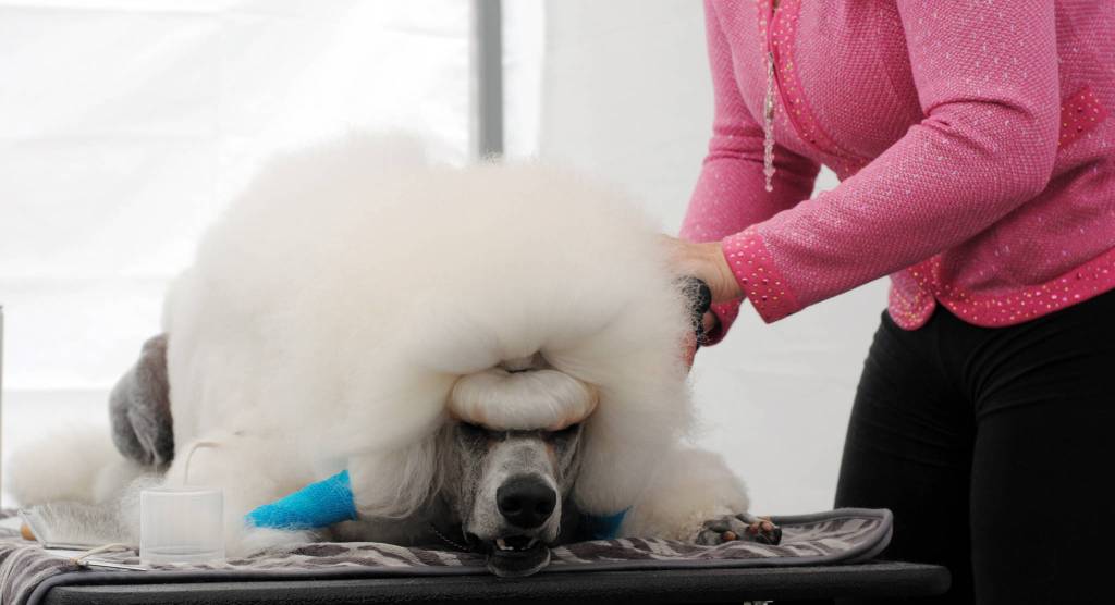 Bryce the poodle receives grooming for his continental cut from his owner, Melissa Laggis, before the competition at the Kenai Kennel Club&rsquo;s dog show Saturday, July 15, 2017 at Skyview Middle School in Soldotna, Alaska. (Photo by Kat Sorensen/Peninsula Clarion)