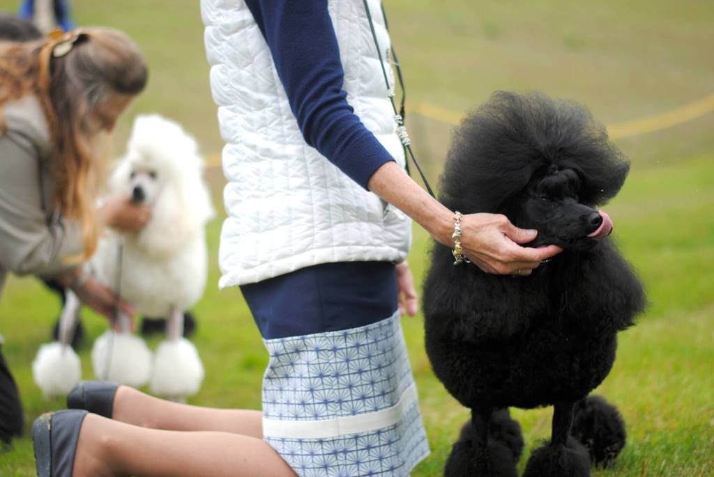 Olive, a poodle owned by Charlene Clark and Rebecca Riski of Anchorage, is handled by Sheri Sims during the Kenai Kennel Club dog show Saturday, July 15, 2017 at Skyview Middle School in Soldotna, Alaska. (Photo by Kat Sroensen/Peninsula Clarion)