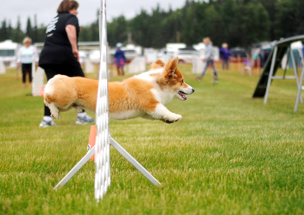 A corgi competes in the agility competition during the Kenai Kennel Club&rsquo;s dog show Saturday, July 15, 2017 at Skyview Middle School in Soldotna, Alaska. (Photo by Kat Sorensen/Peninsula Clarion)