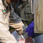Kathy Heindle (left), a Kenai Peninsula Stream Watch volunteer, collects used fishing line into a plastic bag during a stream walk in Centennial Park on Thursday, July 13, 2017 in Soldotna, Alaska. Heindle, who has been volunteering with Stream Watch since 2011, received a &ldquo;Kingmaker&rdquo; award from the Kachemak Heritage Land Trust for her work protecting the Kenai River watershed. (Photo by Elizabeth Earl/Peninsula Clarion)