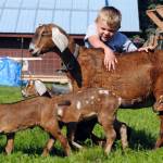 Silas Wendt, 5, plays among the goats at his family’s farm, Karluk Acres, on Wednesday, July 12, 2017 in Kenai, Alaska. (Photo by Kat Sorensen/Peninsula Clarion)&nbsp;