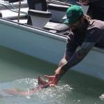 In this photo submitted to Fish for the Future, an angler releases the king salmon he caught. Fish for the Future, a program begun by two central Kenai Peninsula guides, offers prizes for people who submit photographs of king salmon they caught and released on the Kenai and Kasilof rivers in June and July as a way to encourage people to release fish and conserve the fishery over time. (Photo courtesy Fish for the Future)