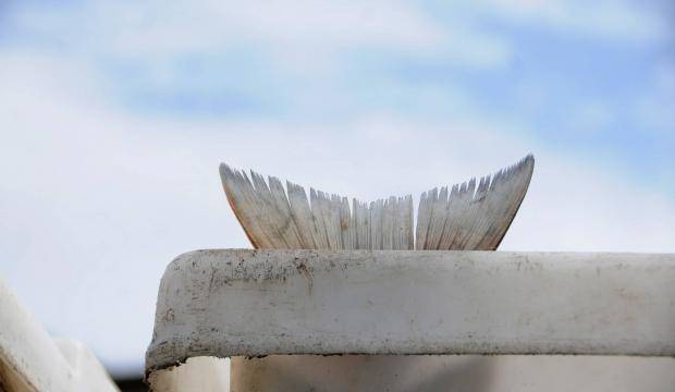 A sockeye salmon&rsquo;s tail protrudes above the edge of a bin on a setnet site in this July 11, 2016 photo near Kenai, Alaska. (Photo by Elizabeth Earl/Peninsula Clarion, file)