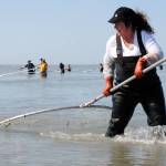 Annie Cromwell of Anchorage brings in a sockeye salmon Sunday, June 23, while dipnetting on the north beach in Kenai, Alaska. (Photo by Kat Sorensen/Peninsula Clarion)