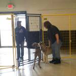 Russell Lanahan, a Kenai Central High School student, works with dogs at the Blue Moose Bed and Biscuit this summer in Soldotna, Alaska. Lanahan was one of six students that participated in a summer work program through Peninsula Community Health Services for high school students with disabilities to gain work experience. (Photo courtesy Margaret Mercer)