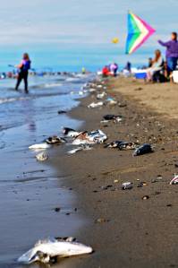 Fish waste accumulates along the tide line at the Kenai River&rsquo;s north beach on Wednesday, July 27, 2016 in Kenai, Alaska. The City of Kenai rakes the waste out to ocean every night and local groups contribute to cleanup efforts, but the waste still builds up on the tideline when the water washes it back in. (Photo by Elizabeth Earl/Peninsula Clarion, file)