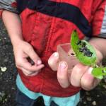 Landon Beaudon shows off some bugs he found while on a nature walk on Wednesday, July 26, 2017 during his week at the Kenai Watershed Forum&rsquo;s Adopt-A-Stream summer camp in Soldtona, Alaska. (Photo by Kat Sorensen/Peninsula Clarion)
