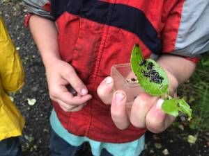 Landon Beaudon shows off some bugs he found while on a nature walk on Wednesday, July 26, 2017 during his week at the Kenai Watershed Forum&rsquo;s Adopt-A-Stream summer camp in Soldtona, Alaska. (Photo by Kat Sorensen/Peninsula Clarion)