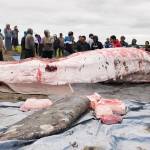 In this Saturday photo provided by KYUK Public Media, a gray whale killed in the Kuskokwim River is butchered and the meat and blubber distributed in Napaskiak. (Katie Basile/ KYUK Public Media via AP)