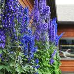 Delphinium plants reach for the sky on the front lawn of the Soldotna Senior Center on Tuesday, Aug. 1, 2017 in Soldotna, Alaska. Jan Fena, the director of the senior center, said the plants on the front lawn are all maintained by volunteers. (Photo by Elizabeth Earl/Peninsula Clarion)